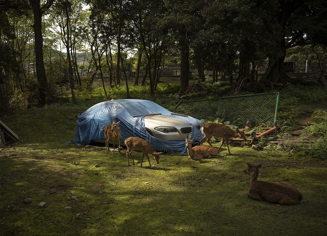 Deer and Car, Japan 2025 Andréas Lang